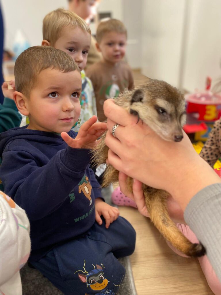 Dziś nasze przedszkole odwiedził niezwykły gość – dwuletnia surykatka o imieniu Niunia